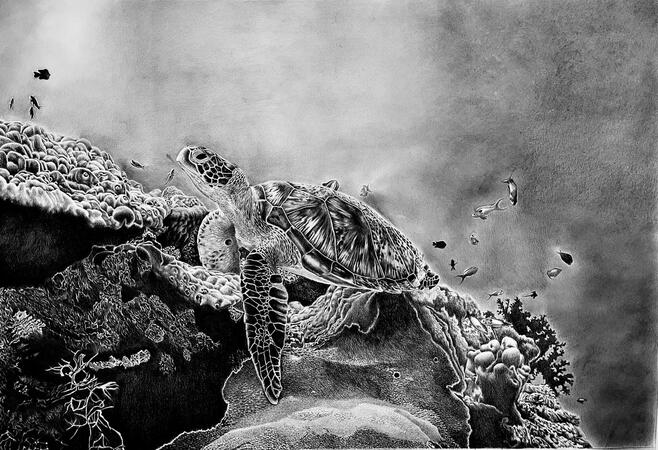 Sea Turtle