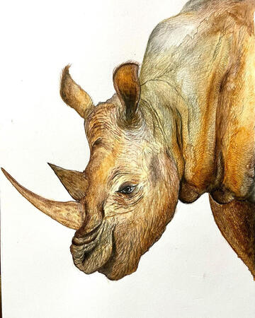 Rhino