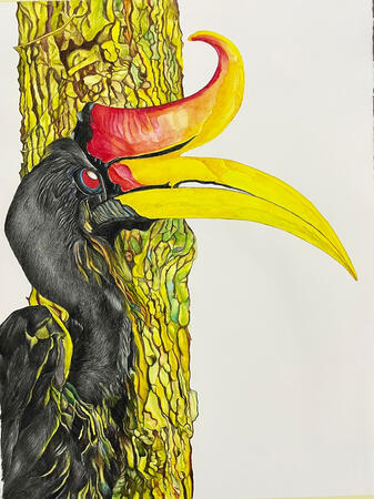 Hornbill