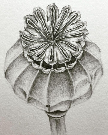 Opium